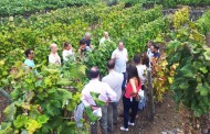 Cata de uvas y vinos en Bodegas Viñátigo
