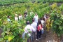 La DOP Islas Canarias supervisa la entrada del excedente de uva de Lanzarote en Tenerife