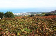 El Gobierno canario busca potenciar Canarias como destino enoturístico