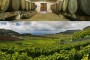 El sector vitivinícola impulsa la creación de la Denominación de Origen Vino de Tenerife