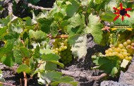 El secreto de los vinos de Lanzarote
