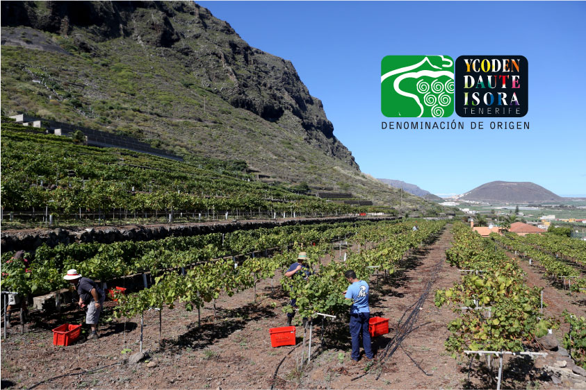 La cosecha 2015 en Ycoden Daute  Isora finaliza con 458.460 kilos de uva