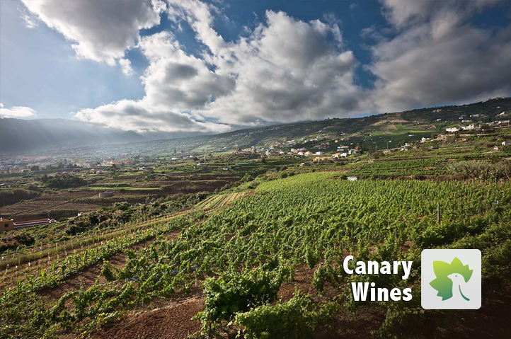 Canary Wine. El futuro del vino canario.