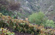 El Gobierno de Canarias convoca subvenciones PDR a inversiones en explotaciones agrarias por 11 millones de euros
