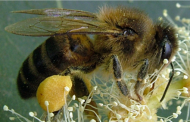El Gobierno de Canarias convoca ayudas a la miel de Abeja Negra Canaria por 540.000 euros