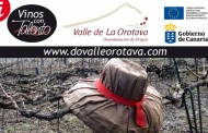 La poda del cordón trenzado en la D.O. Valle de La Orotava