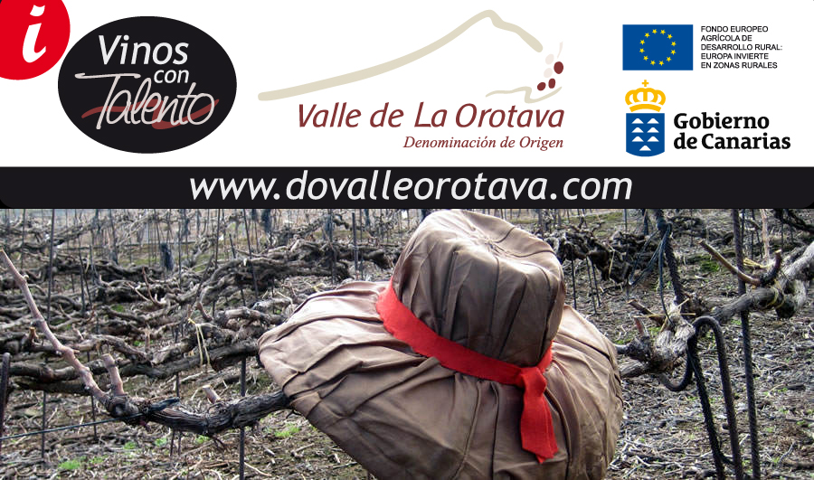 La poda del cordón trenzado en la D.O. Valle de La Orotava