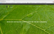 Una base de datos con 135 variedades de vid de Canarias