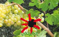 La vendimia de Lanzarote ronda los 2 millones de kilos de uva recogidos