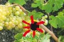 Viticultores franceses vierten vino a granel español en las carreteras