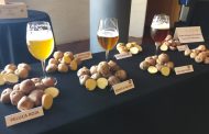 Maridaje de Papas Antiguas de Canarias y cervezas