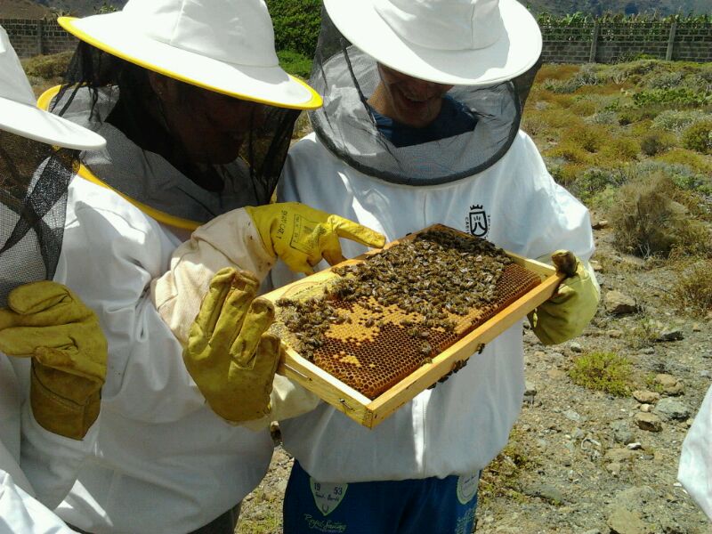 Subvenciones a la apicultura