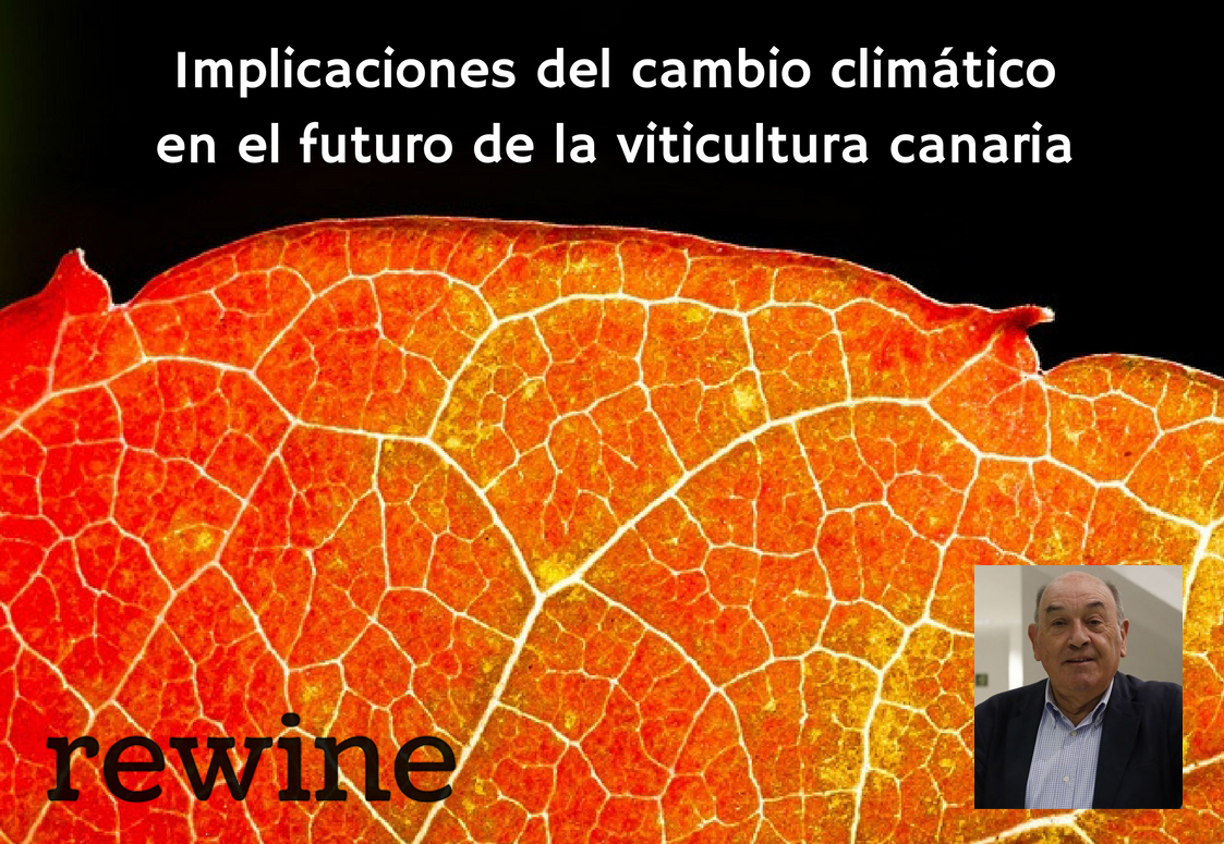 El cambio climático y el futuro de la viticultura canaria