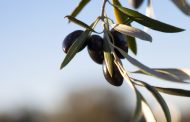 Apoyo al cultivo del olivo