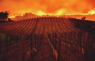 La industria del vino de California devastada