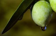 Aceite de oliva virgen para prevenir la disfunción testicular