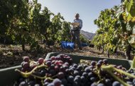 AVIBO por la unidad del sector vitivinícola