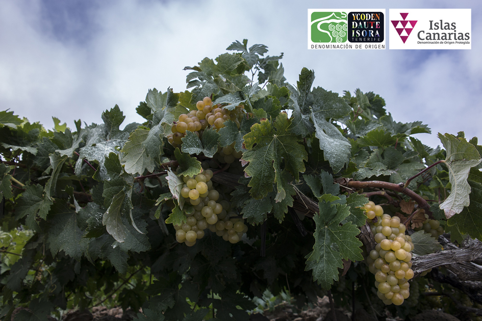 Agricultura Ecológica aplicada al Viñedo y al Vino