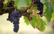 Datos de mercado de vinos de calidad diferenciada