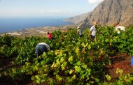 El Cabildo de El Hierro subvenciona la producción de uva
