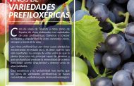 Taller de Cata de Vinos de variedades Prefiloxéricas de Tenerife