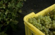 El Consejo Regulador de la Denominación de Origen Vinos de Lanzarote se prepara para la próxima vendimia
