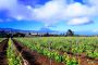 La Asociación de Viticultores y Bodegueros de Canarias (AVIBO) presenta un plan de rescate del sector vitivinícola