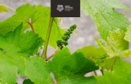 El sector del vino en Gran Canaria podrá acogerse a una serie de medidas de apoyo para amortiguar las pérdidas