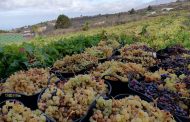 La Asociación de Viticultores y Bodegueros de Canarias (AVIBO) presenta un plan de rescate del sector vitivinícola