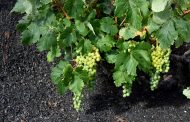 Lanzarote cierra la vendimia de 2020 con más de 1,3 millones kilos de uva