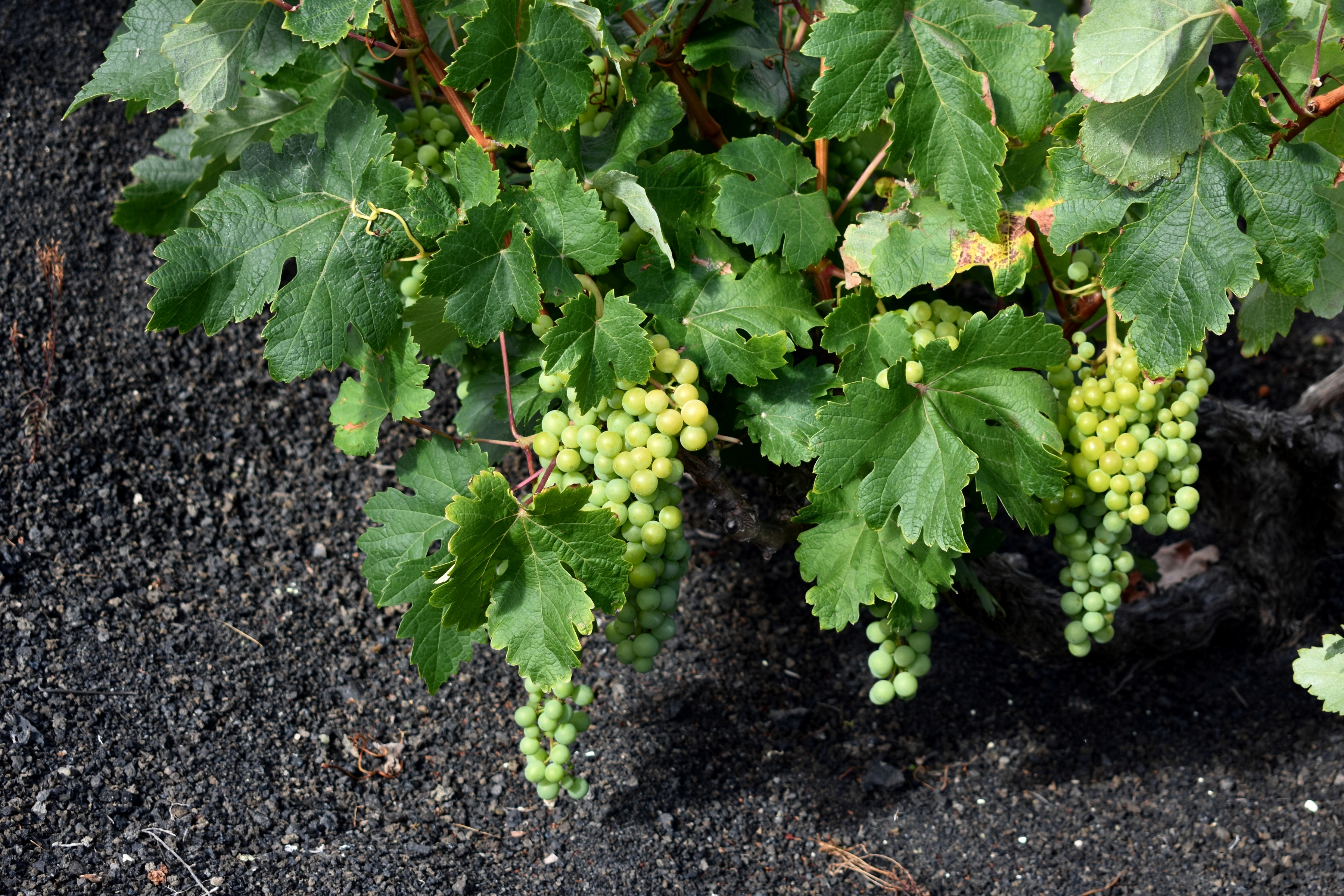 Lanzarote cierra la vendimia de 2020 con más de 1,3 millones kilos de uva