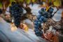 España líder en la publicación de investigaciones científicas sobre vino y salud a nivel mundial y europeo