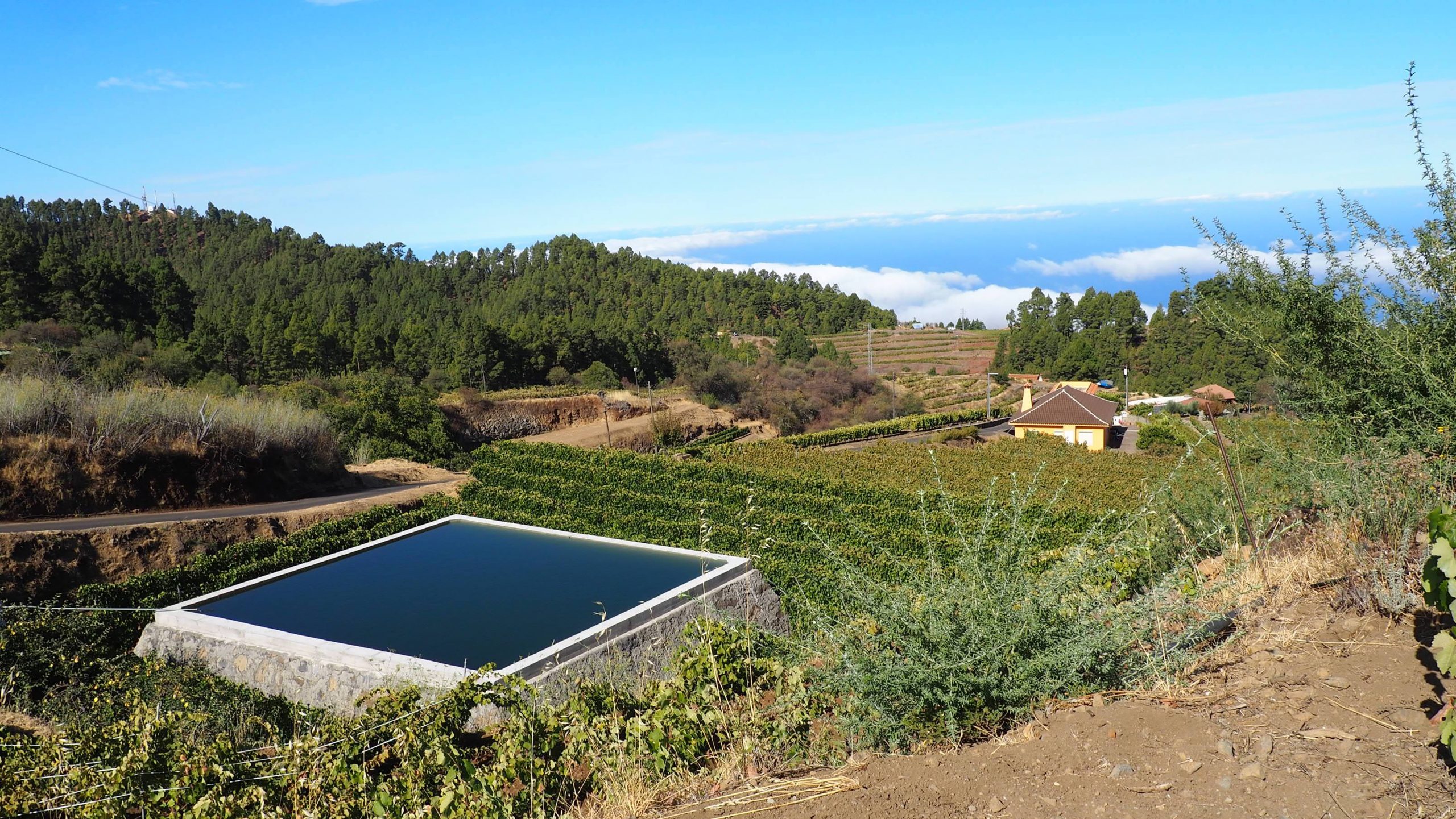 La Consejería forma en agricultura de precisión para mejorar la capacidad vitícola de Canarias