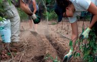 Ecocomedores reactiva su programa de alimentación ecológica para 50 centros escolares y 11.000 comensales