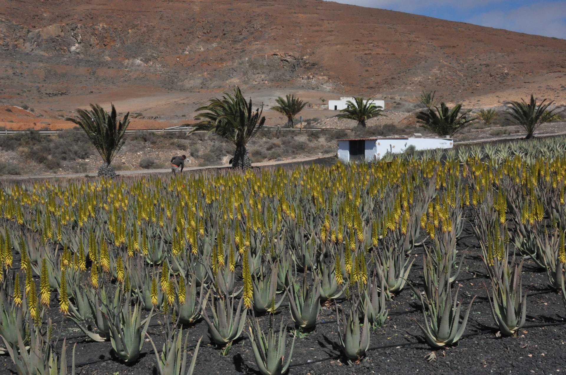 El Gobierno de Canarias convoca ayudas para los productores de aloe vera y olivo