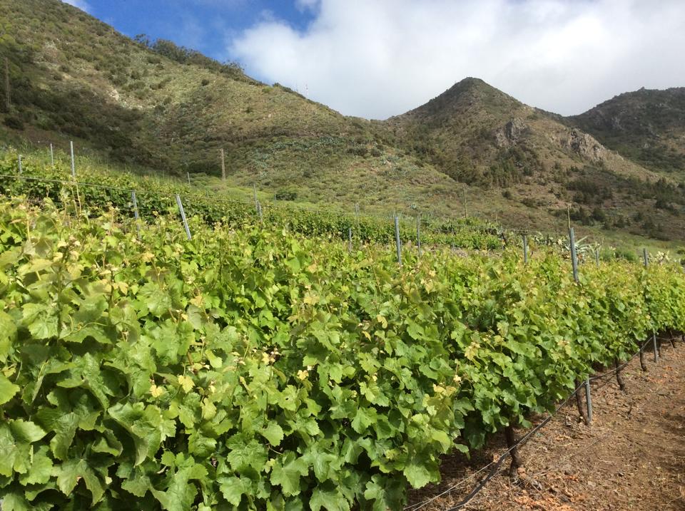 El nuevo Pliego de Condiciones de la DOP Islas Canarias pone en valor la singularidad de los Canary Wine