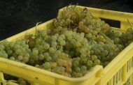 La vendimia de Lanzarote supera los 2 millones de kilos de uva recogidos