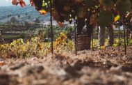 Finaliza la vendimia en la DOP Islas Canarias Canary Wine