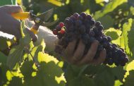La DO Gran Canaria cierra la vendimia con casi una quinta parte menos de uva recogida que el año pasado