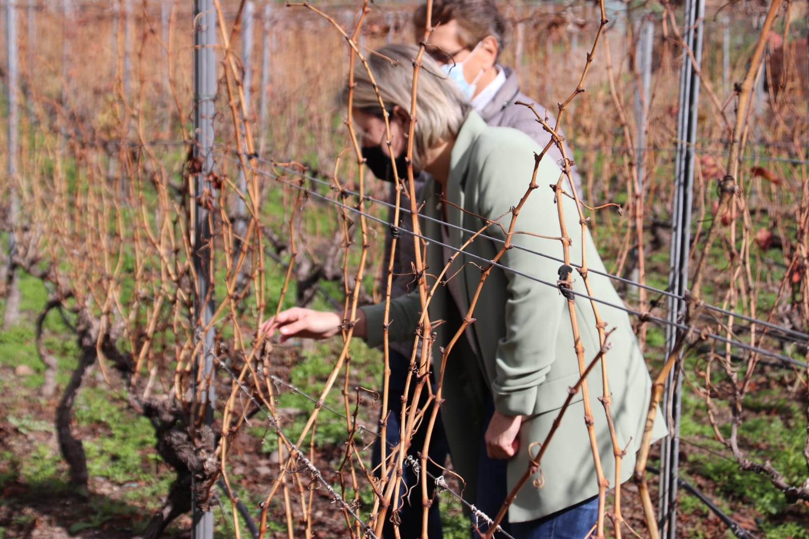 Agricultura abre las ayudas para la producción de vinos con Denominación de Origen Protegida