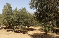 El Gobierno de Canarias convoca ayudas para la producción del olivo y el aloe vera
