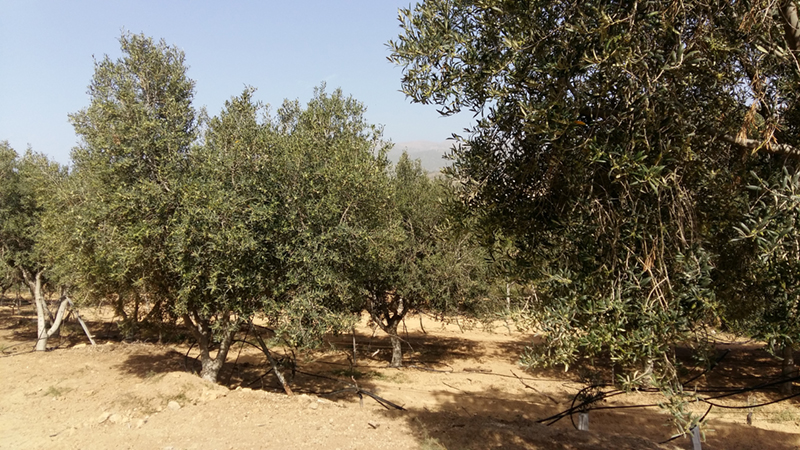 El Gobierno de Canarias convoca ayudas para la producción del olivo y el aloe vera