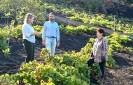 Vanoostende anuncia mejoras en las redes de riego y carreteras de acceso a viñedos en el sur de La Palma