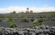 El Gobierno de Canarias impulsa prácticas agrícolas sostenibles con nuevas subvenciones