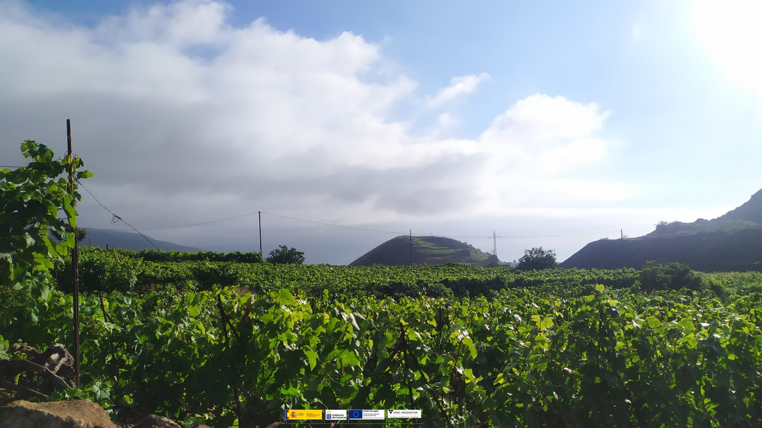 Proyecto Diginnova: Impulsando la vitivinicultura sostenible en Tacoronte-Acentejo