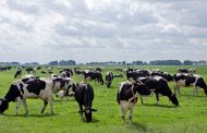 El interés por el bienestar animal en el sector ganadero de producción de carne
