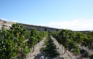 El Cabildo de Tenerife impulsa la trazabilidad en la vendimia con 150.000 euros en ayudas para vinos de calidad