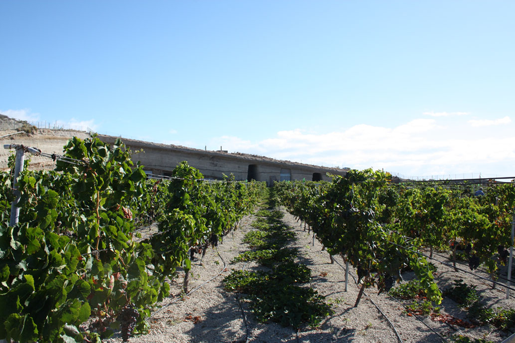 El Cabildo de Tenerife impulsa la trazabilidad en la vendimia con 150.000 euros en ayudas para vinos de calidad