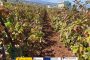 La transhumancia: patrimonio cultural inmaterial que enriquece la Ruta del Vino de Gran Canaria