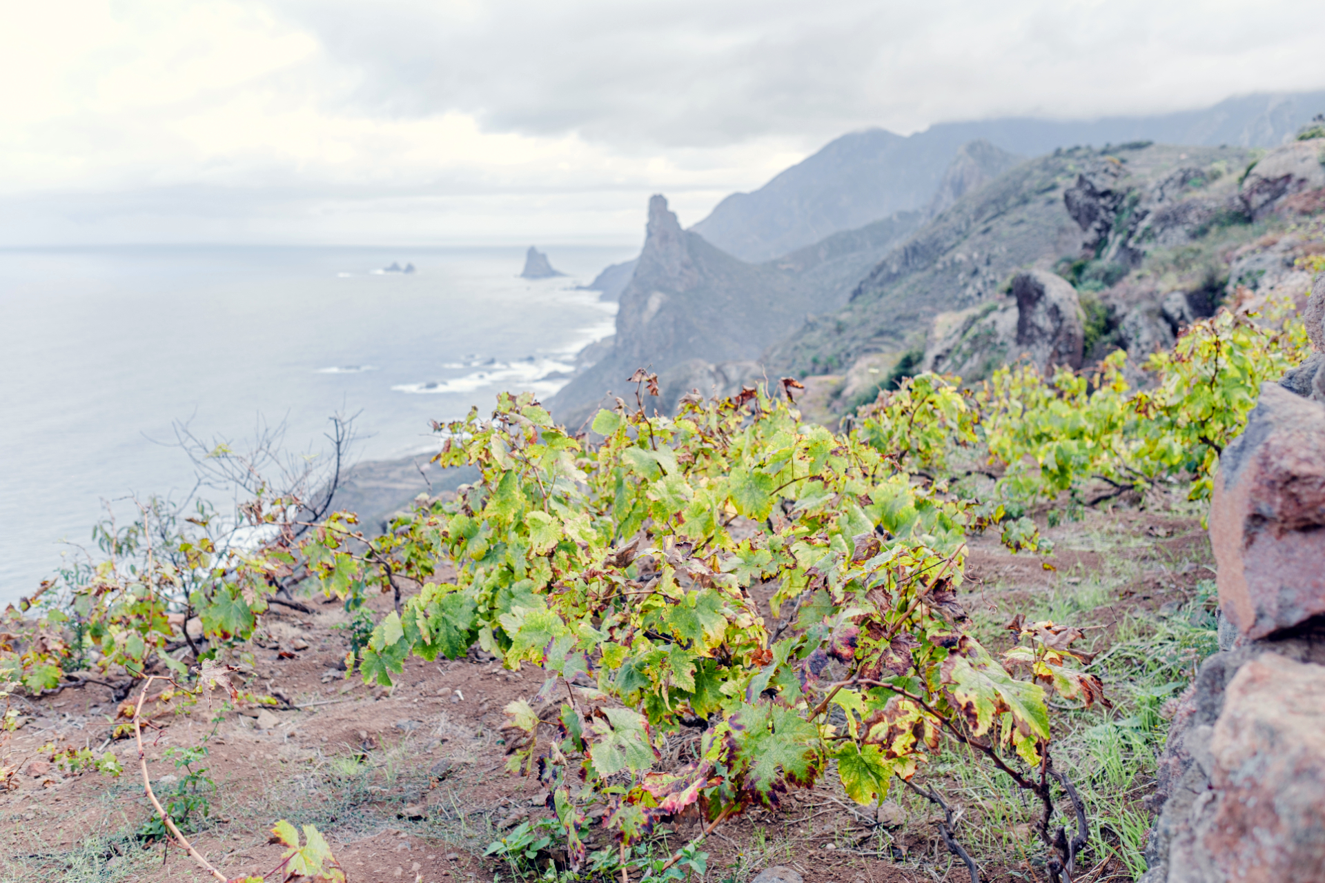Éxito vinícola en Canarias: más de un millón de botellas de Canary Wine comercializadas en un año triunfal